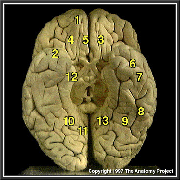 The Anatomy Project Atlas