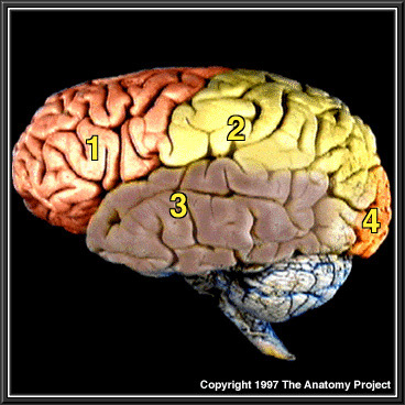 The Anatomy Project Atlas