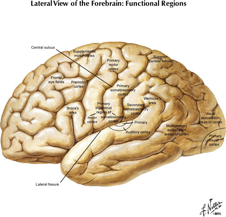 Netter's Atlas of Human Neuroscience