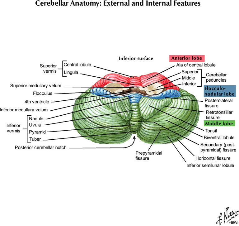 Netter's Atlas of Human Neuroscience