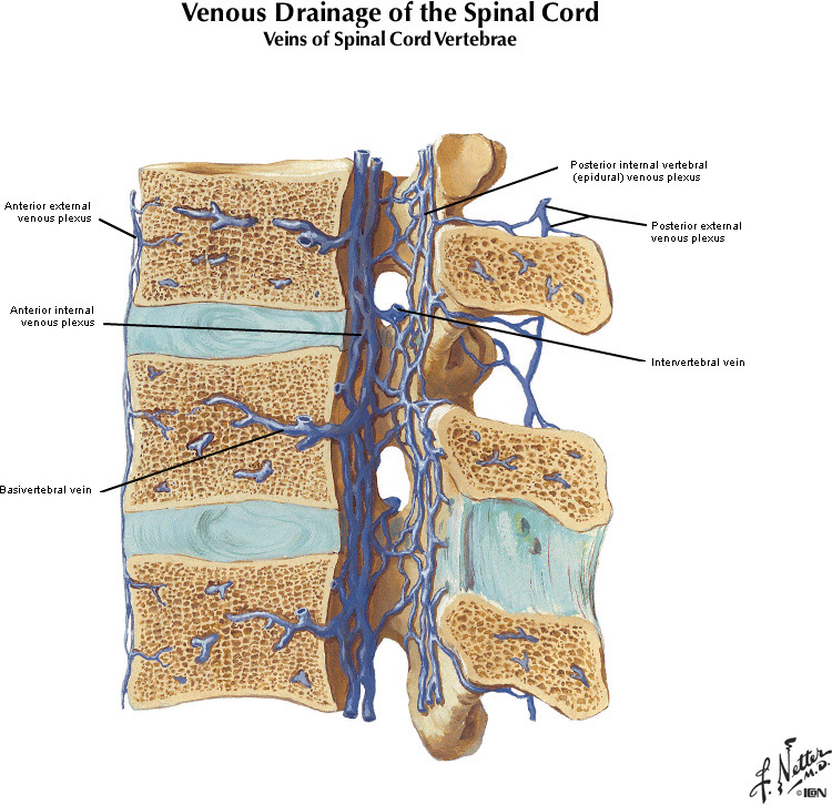 Netter's Atlas of Human Neuroscience