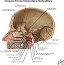 Netter's Atlas of Human Neuroscience