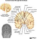 Netter's Atlas of Human Neuroscience