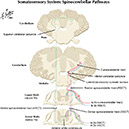 Netter's Atlas of Human Neuroscience