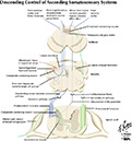 Netter's Atlas Of Human Neuroscience