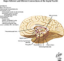 Netter's Atlas of Human Neuroscience