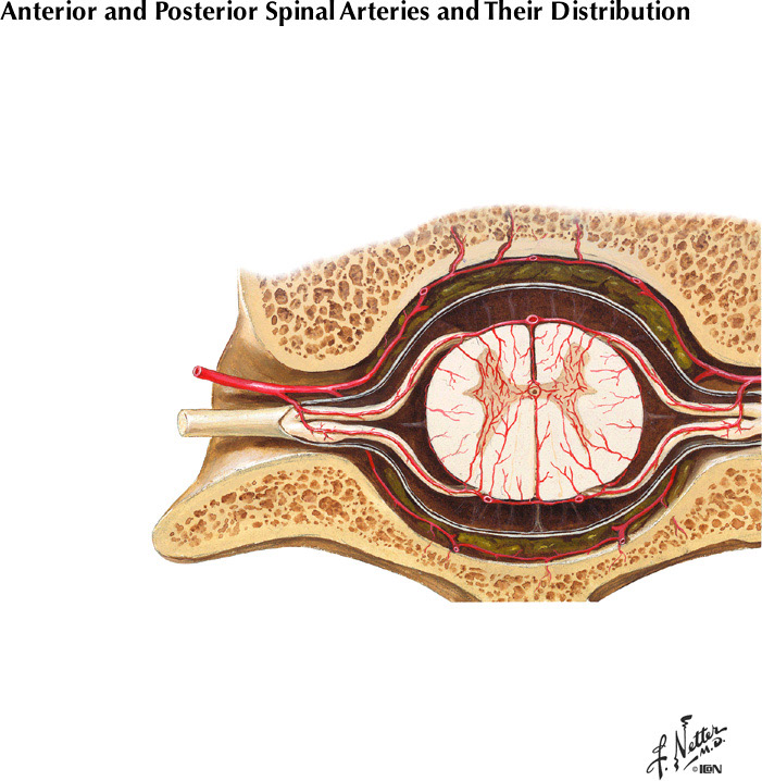 Netter's Atlas of Human Neuroscience