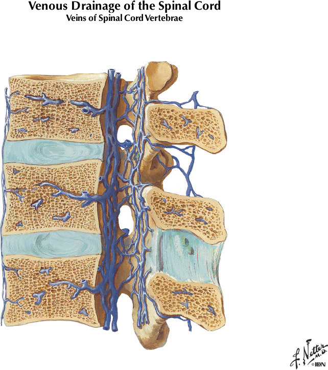 Netter's Atlas of Human Neuroscience