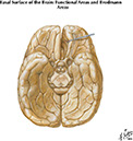 Netter's Atlas of Human Neuroscience