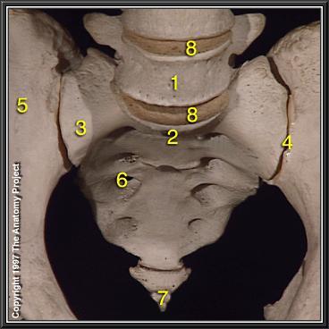 anterior sacral foramina