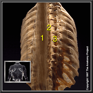 Gross Anatomy Image