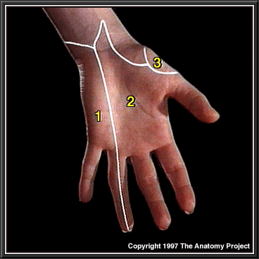 Gross Anatomy Image