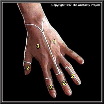 Gross Anatomy Image