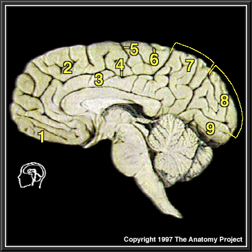 Gross Anatomy Image