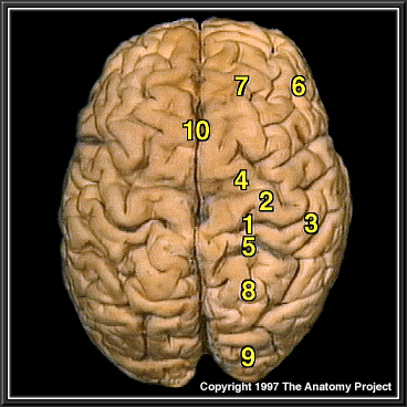 Gross Anatomy Image