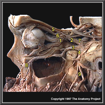 Mandibular nerve - Gross Anatomy 