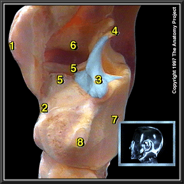 thyroid cartilage model