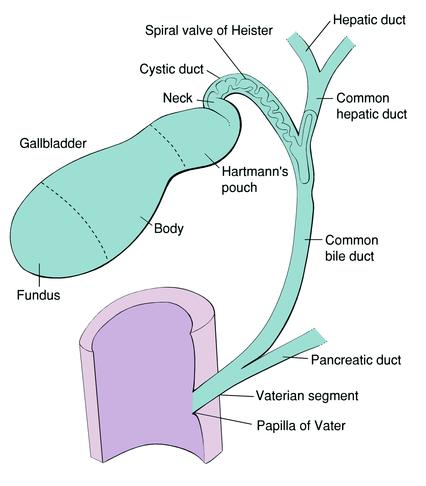 Gallbladder Fossa Anatomy