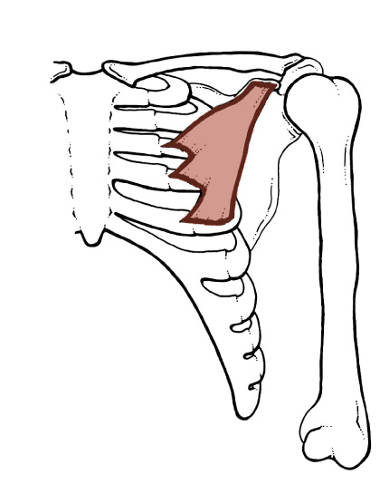 Pectoral Girdle And Upper Limb Flashcards Easy Notecards My XXX Hot Girl