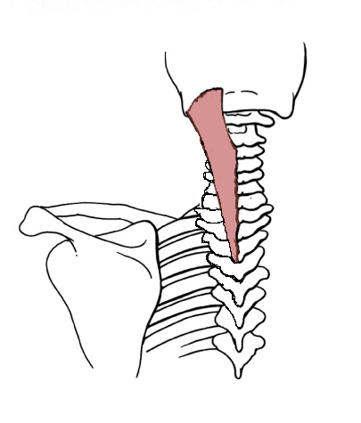 Anatomy Tables Muscles Of The Back