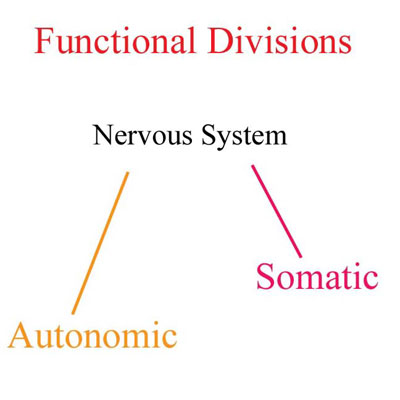 Module - Introduction to the Nervous System