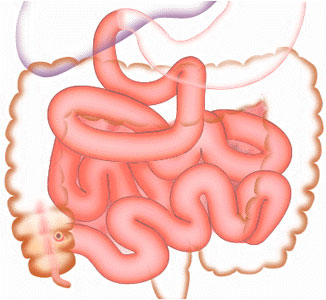 Module - Abdominal Viscera Basics