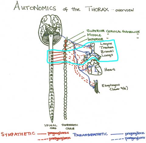 Module - Autonomics of the Thorax