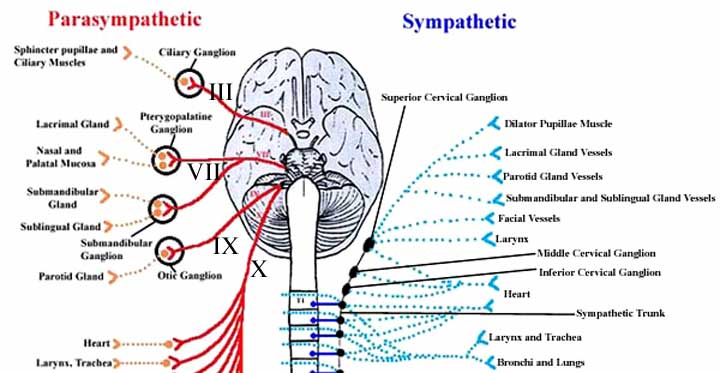 Module - Autonomics of the Head and Neck