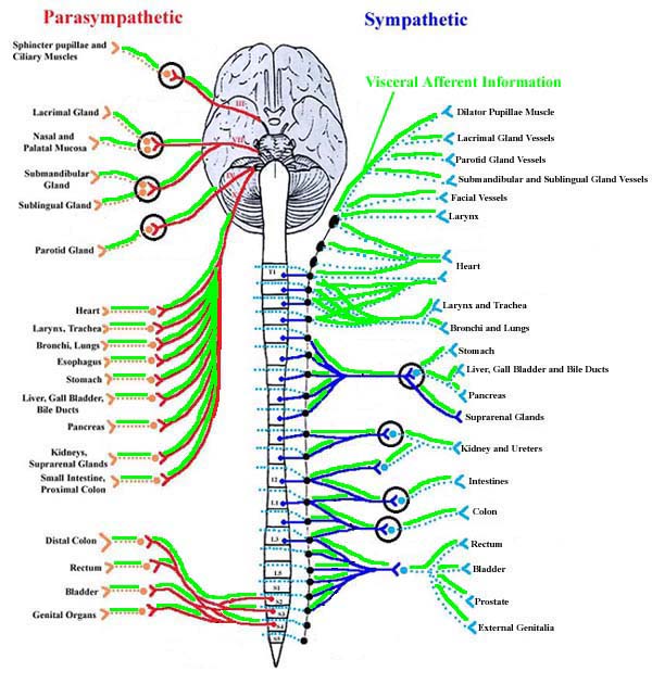 Module - Autonomics of the Pelvis