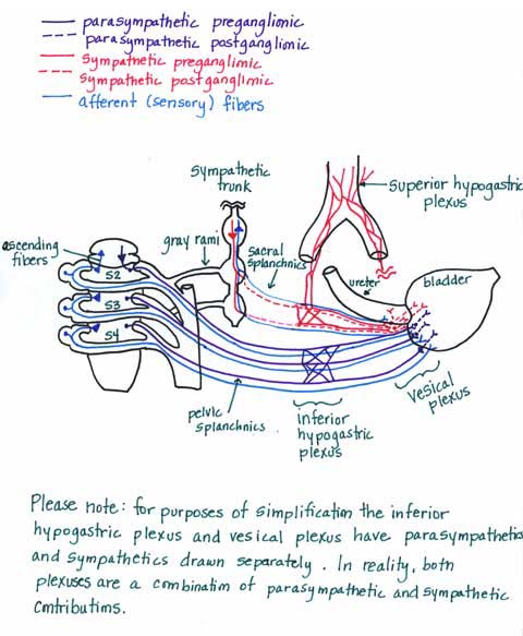 Module - Autonomics of the Pelvis