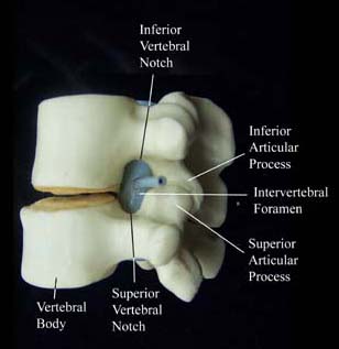 Module - Spinal Cord and Spinal Nerve (2 of 14)