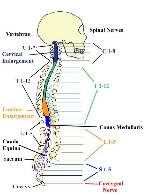 Nerves Cervical Spine Chart