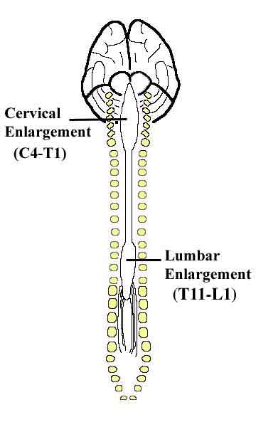 Module - Spinal Cord and Spinal Nerve (6 of 14)
