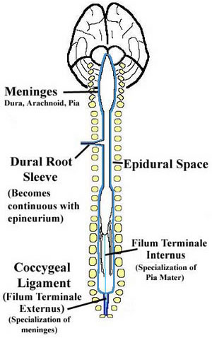 Module Spinal Cord Spinal Nerve (3 of 14)