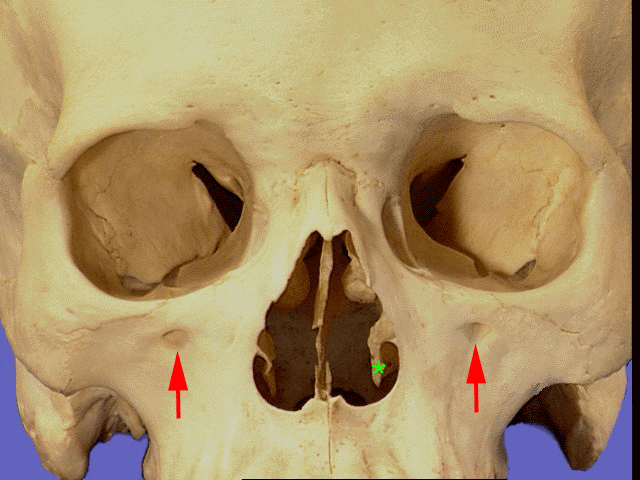 Gross Anatomy Image