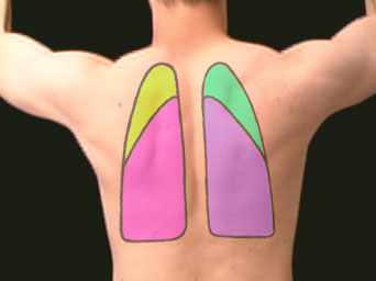 surface marking of thorax
